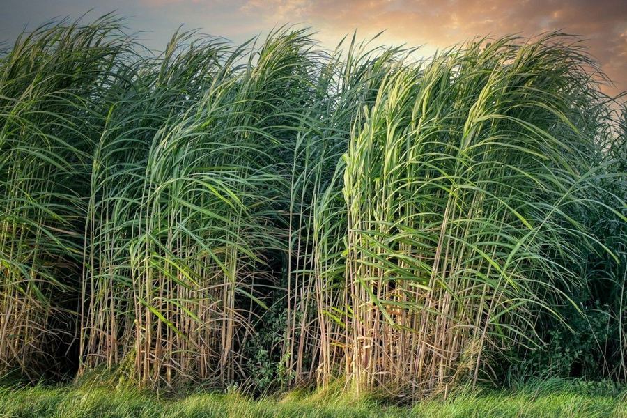 Sugar mill turbomachinery maintenance including fan repair, pump servicing, and processing equipment support in Australian sugar facilities